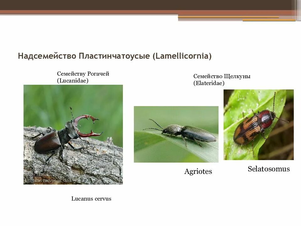 В какой среде обитания вредят личинки щелкуна. Жуки или жесткокрылые. Семейство Пластинчатоусые. Виды пластинчатоусых. Пластинчатоусые жуки виды.