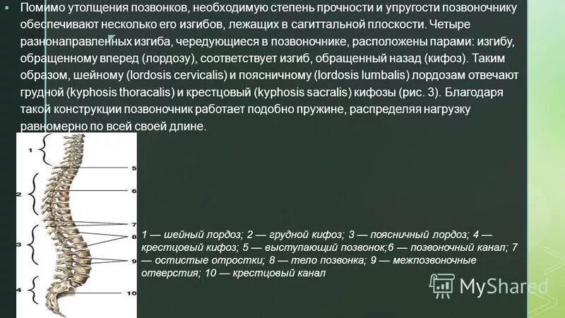 Усиленный лордоз. Лордоз грудного отдела позвоночника. Степени лордоза поясничного. Изгиб в поясничном отделе позвоночника это. Угол лордоза поясничного отдела позвоночника.