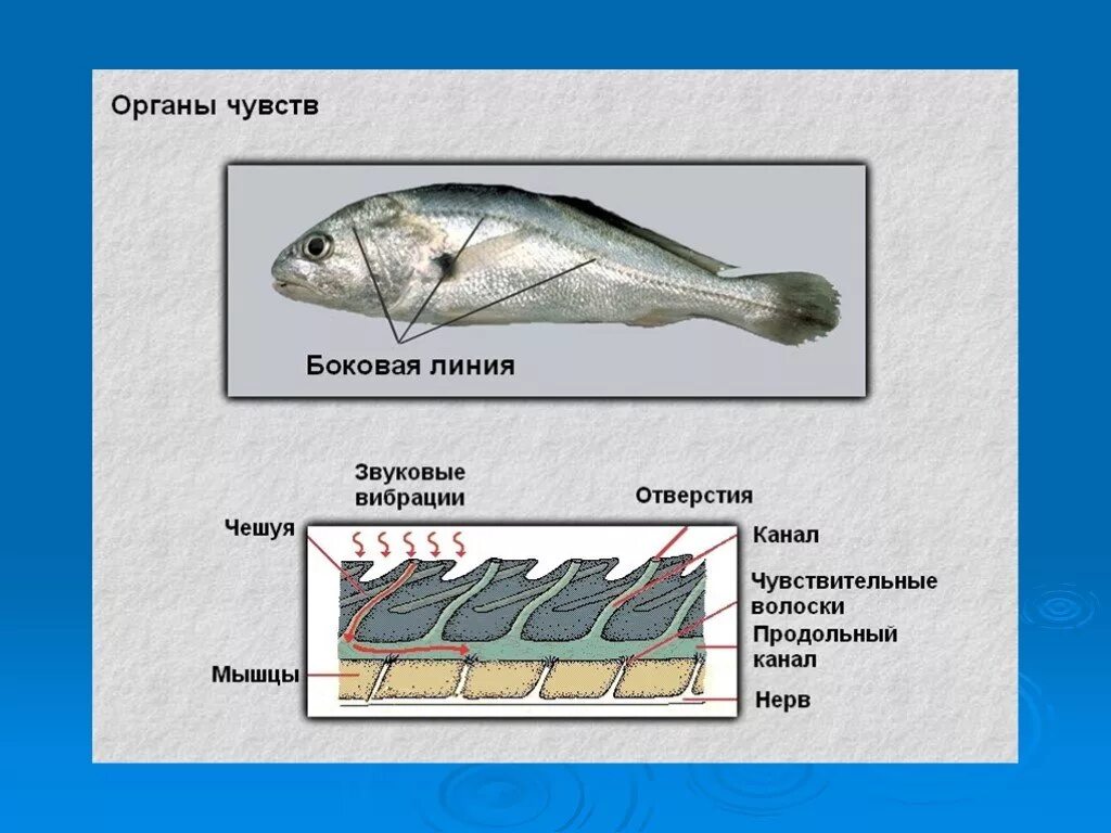 Органы чувств у рыб 7 класс биология. Органы чувств рыб по биологии 7 класс. Надкласс рыбы органы чувств. Эволюция органов чувств у рыб.