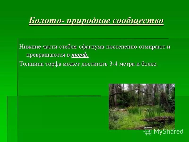 Heroes of might and magic 3 болото. природное сообщество болото. доклад про болото. экосистема болота биогеоценоз. болота окружающий мир 3 класс.