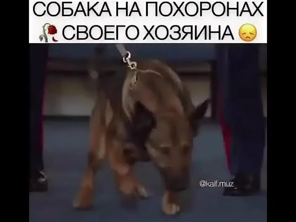 Когда пришел на похороны. Похороны хозяина собака пришла. На похоронах пришел щенок.