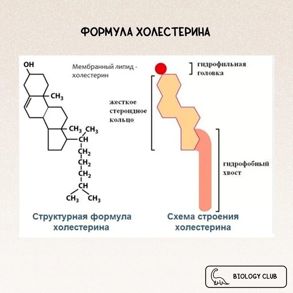 Холестерол структура. Холестерин строение молекулы. Холестерол гидрофобная часть и гидрофильная. Структура холестерина биохимия.