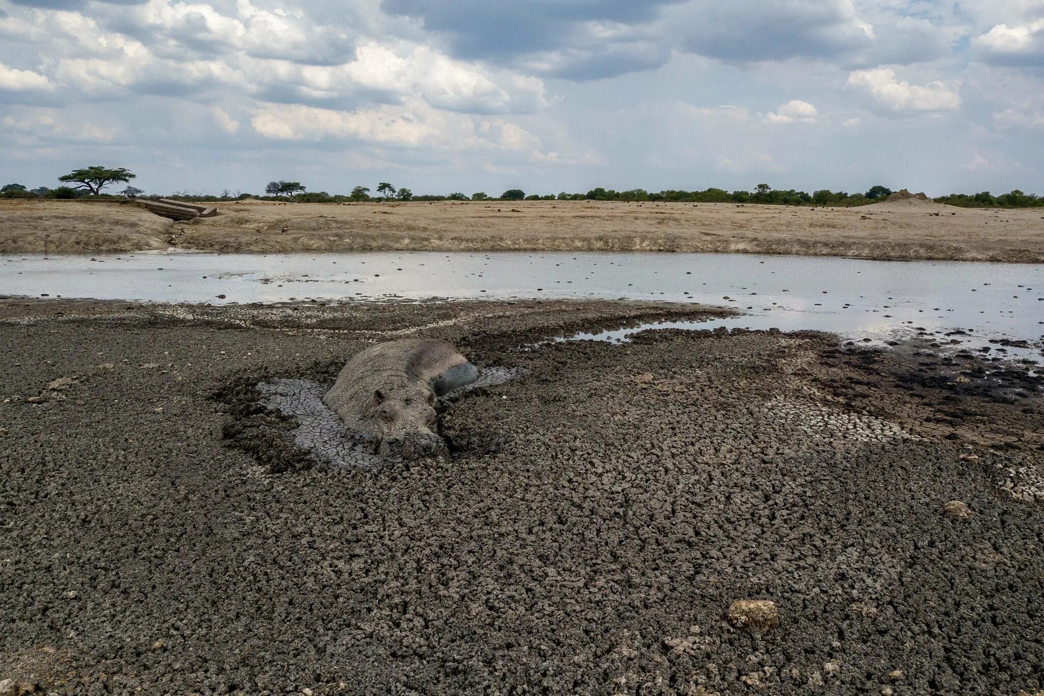Став засуха. Засуха (2019). Засуха гибель животных.