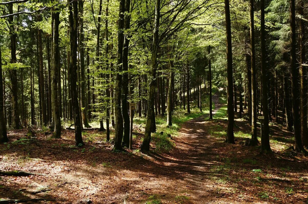 Доступный лес. Широколиственный лес тропа. Широколиственные леса Швейцарии. Алатанинский лес.