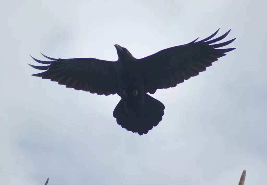 ворон черными крылами. ворон черными крылами. ворона с расправленными крыльями. ворон черными крылами. крыло ворона.