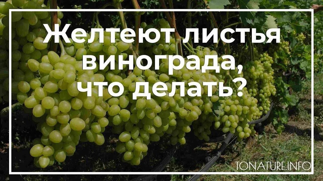 Желтеют листья винограда. Желтеют листья винограда причина. Листья винограда с пожелтением. Почему пожелтели листья у винограда.