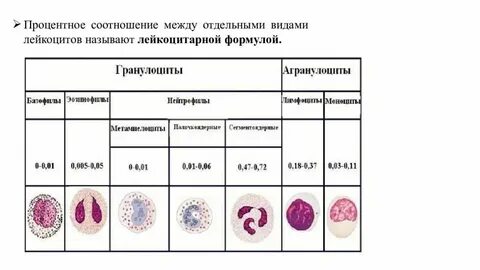 Лейкоциты полуколичественно что это