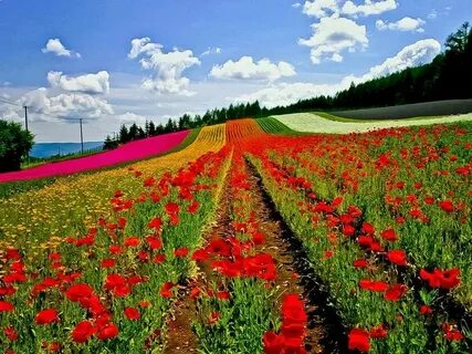 Make field