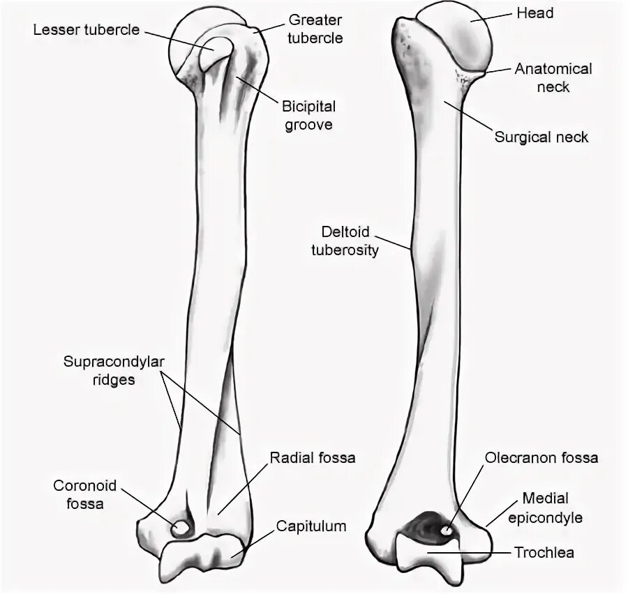Рисунок плечевой кости человека. Плечевая кость правая вид спереди рисунок. Длинная трубчатая кость плечевая. Плечевая кость анатомия человека. Рисунок плечевой кости человека.