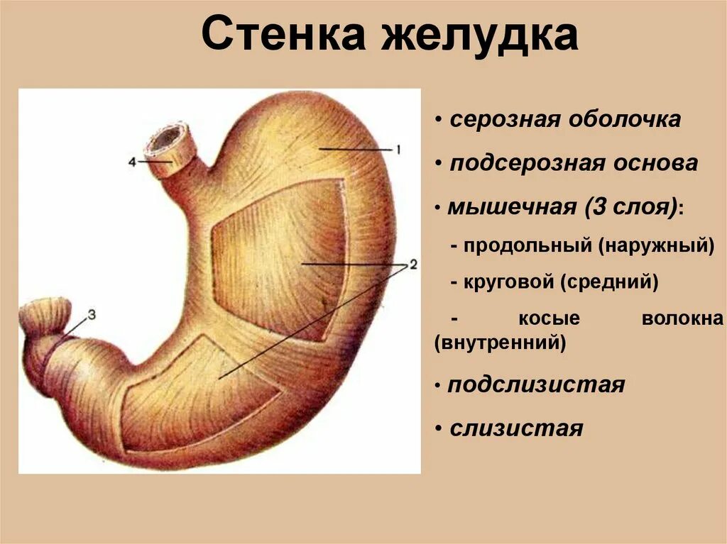 Функция оболочек желудка. Строение стенки желудка анатомия. Строение серозной оболочки желудка. Строение стенки желудка оболочки. Строение мышечной оболочки желудка.