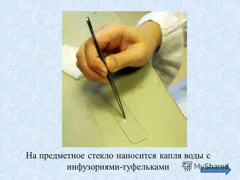 положительный фототаксис у эвглены. экспериментатор нанес каплю. почему вода растекается. капля вода испаряется. капля на стеклянной пластинке.