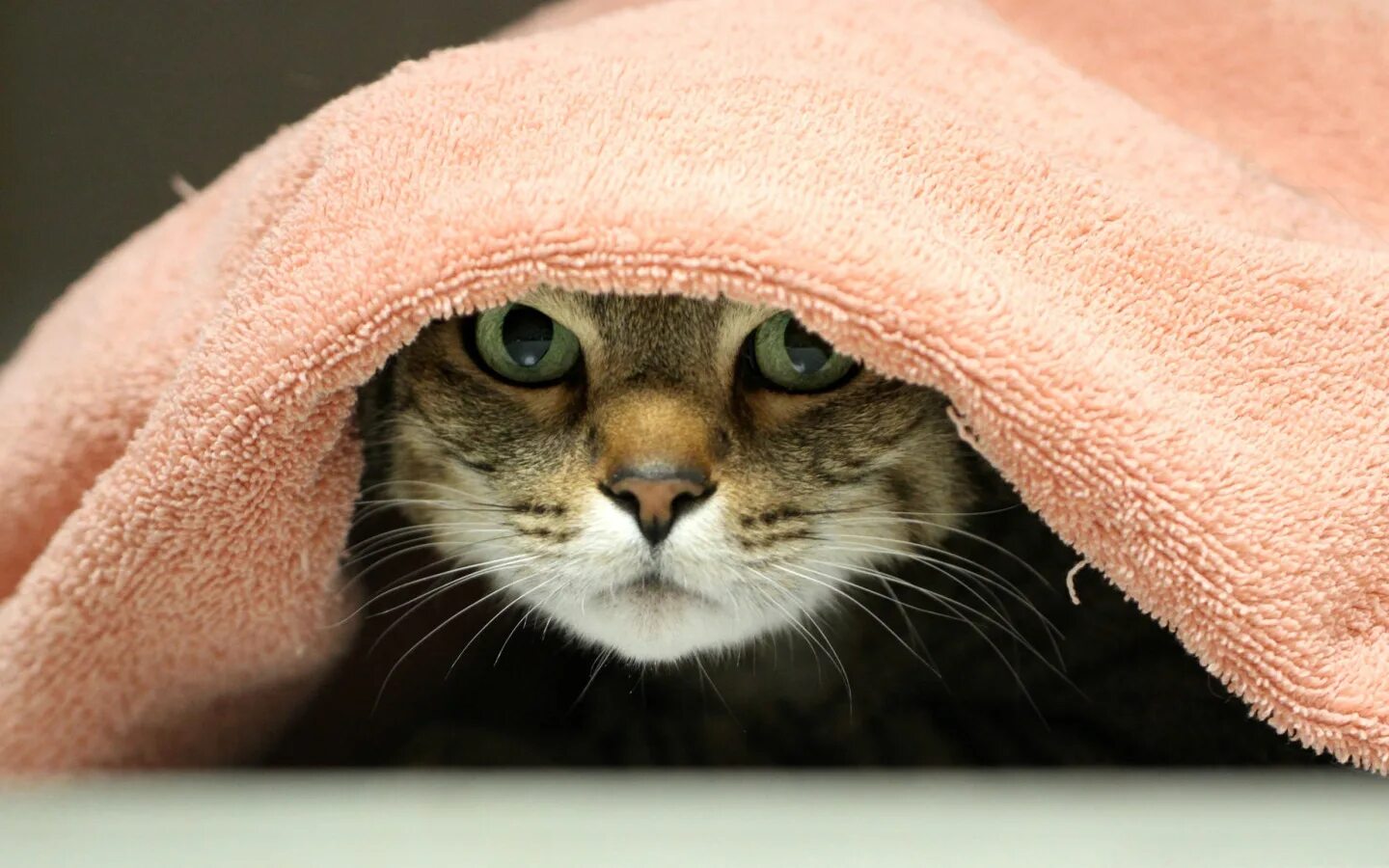 Кот в полотенце. Котенок в полотенце. Кот завернутый в полотенце. Смешной кот в полотенце. Завернутый котик.