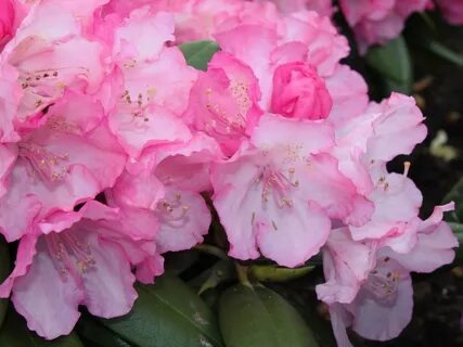 Rhododendron isadora