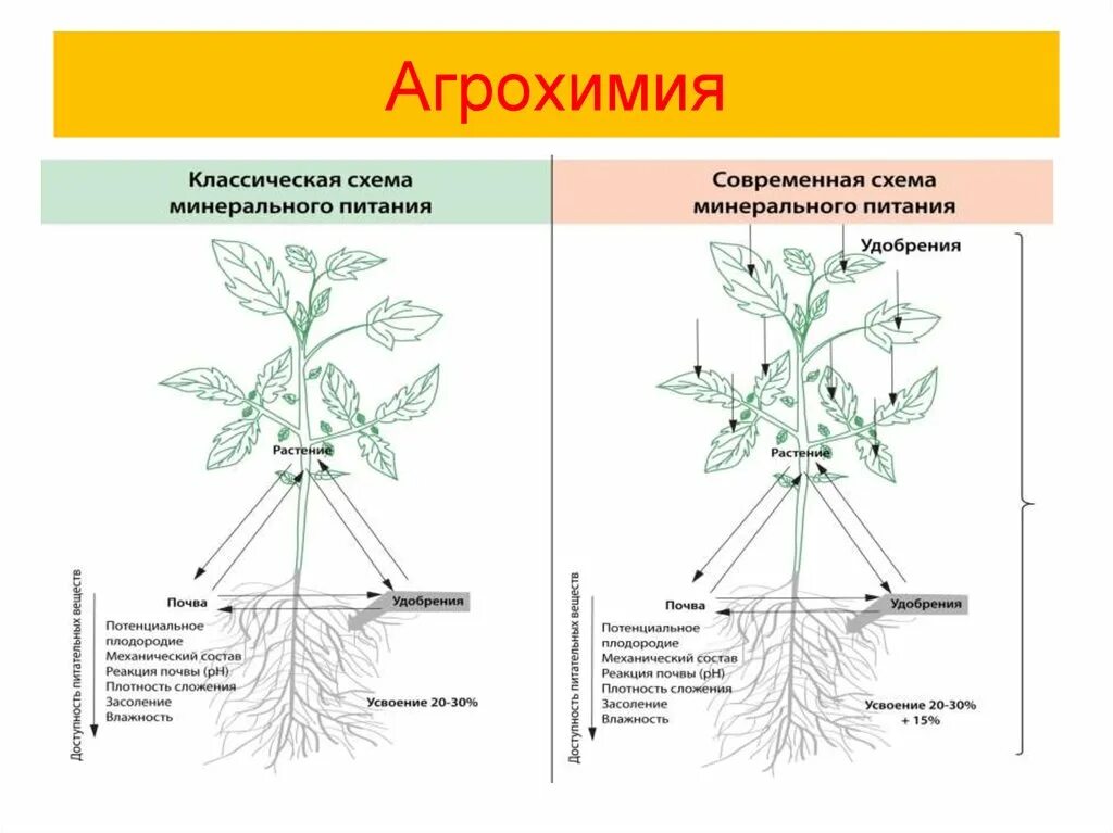 Процессы физиологии растений. Физиология растений. что такое физиология растений в биологии. агрохимия растений это. физиология растений это наука.