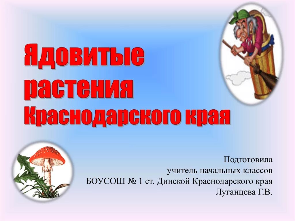 Растение краснодарского края 2 класс. Ядовитые растения краснодарского края 2 класс. ядовитые растения краснодарского края кубановедение. ядовитые растения 2 класс кубановедение. ядовитые растения краснодарского края доклад 2 класс.