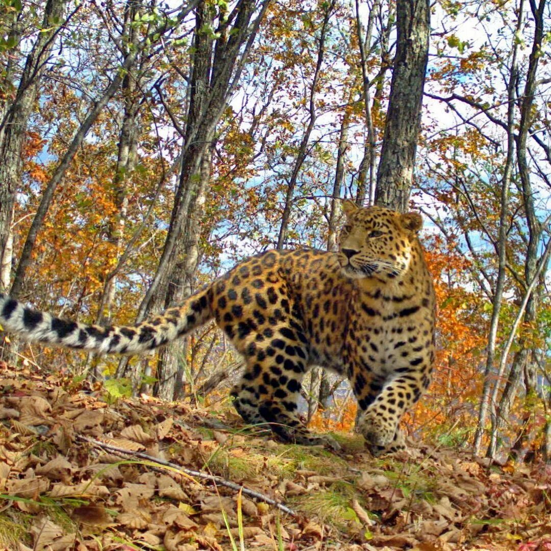заповедник земля леопарда приморский край. земля леопарда владивосток. заповедник земля леопарда. заповедник земля леопарда приморский. земля леопарда приморский край.