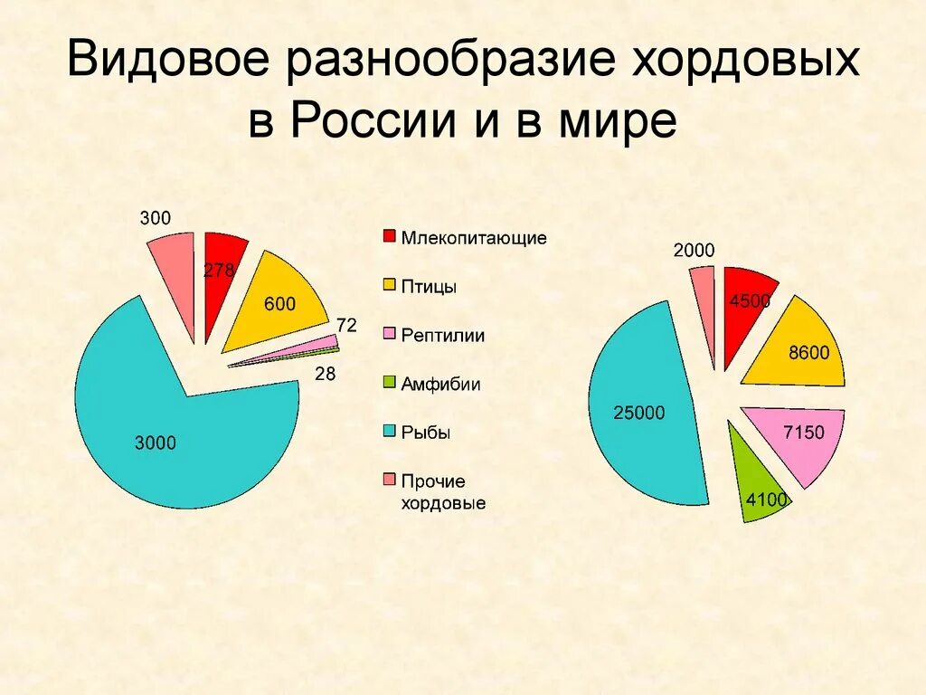 Количество видового разнообразия. Видовое разнообразие. Многообразие животных диаграмма. Разнообразие России. Диаграмма разнообразие животных.