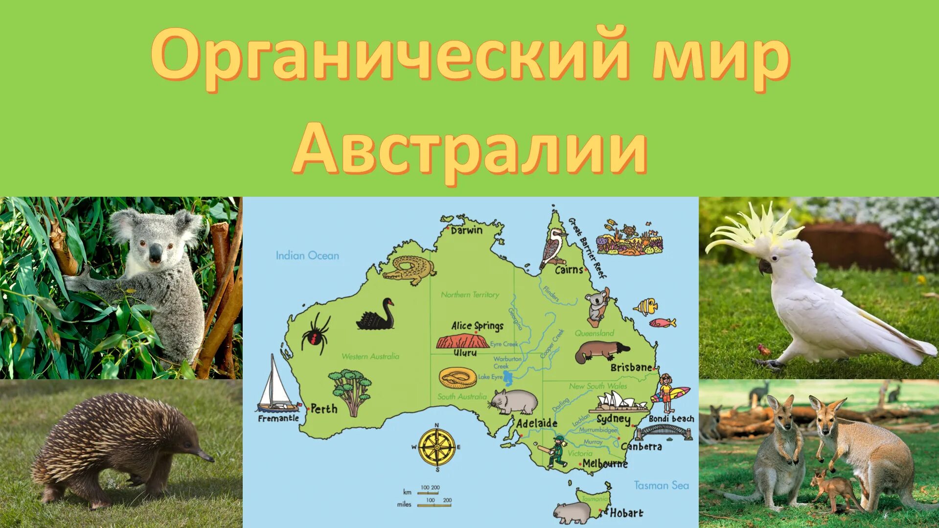 Растительный мир мир австралии. Сообщение о растениях и животных австралии. Растительный мир австрии. Материк австралия животные и растения. Растительный и животный мир австралии.