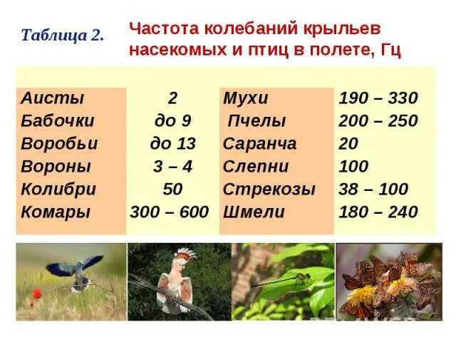 Сколько взмахов в секунду. Частота колебаний крыльев насекомых. Частота колебаний крыльев мухи. Частота взмахов крыльев комара. Частота взмахов крыльев птицы.