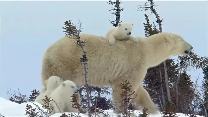 Видео песни про медведей. Brother bear 2003. Колыбель белые медведи. Медведи в сочи в горах. Видео песни про медведей.