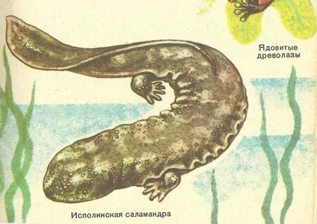 Хвостатое земноводное 10 букв