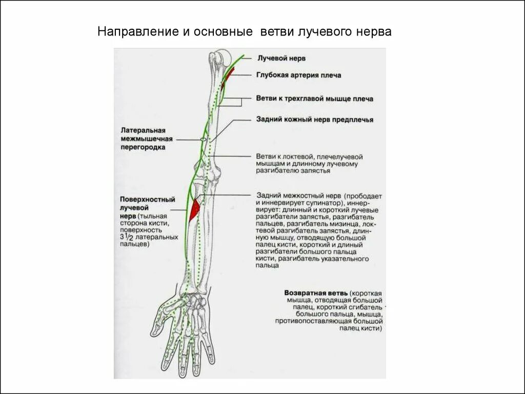 Поверхностная ветвь лучевого нерва латынь. Поверхностная ветвь лучевого нерва проекция. Ветви лучевого нерва схема. Анатомия лучевого нерва на предплечье и кисти.