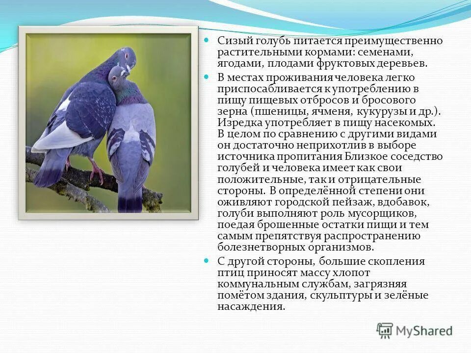 Голубка содержание