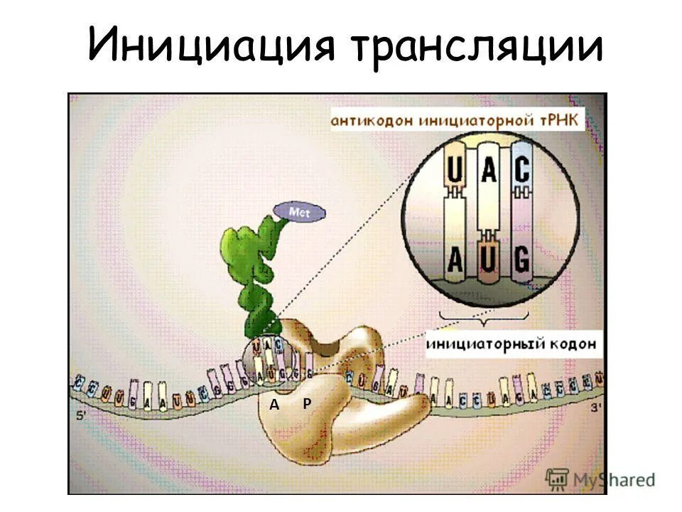 Инициация трансляции. Биосинтез белка инициация трансляции. инициация трансляции биохимия. схема строения комплекса инициации трансляции.