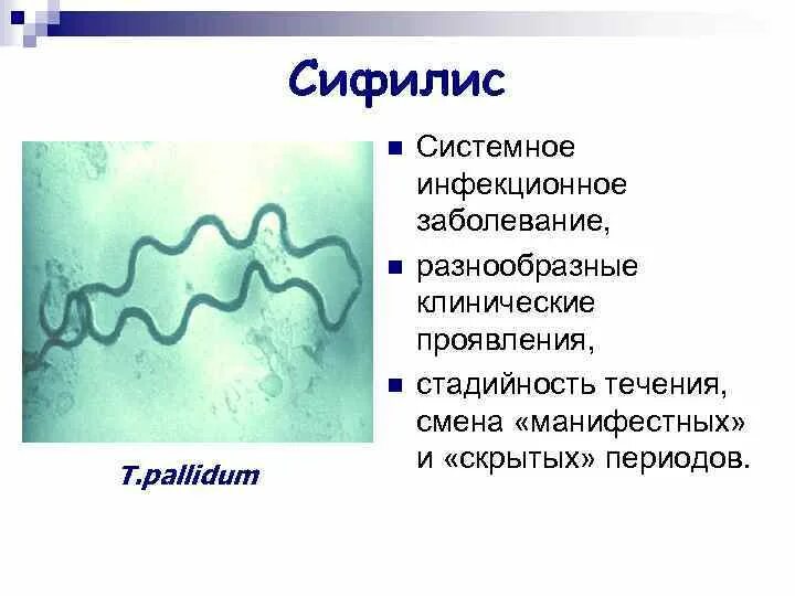 Спирохеты вызывают заболевания. Классификация спирохет микробиология. Строение спирохет микробиология. Спирохеты патогенные представители. Спирохета Тип питания.