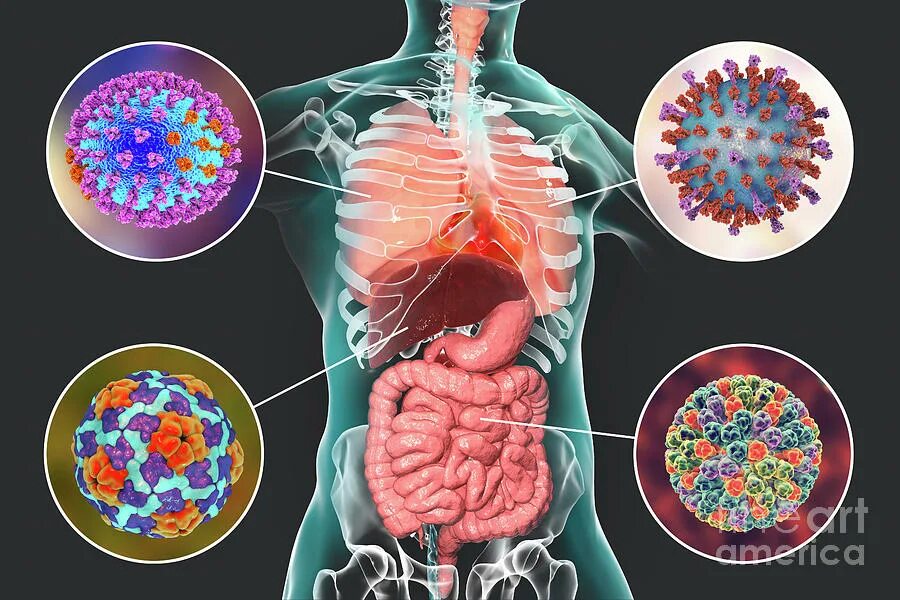 Люди virus. Респираторно-синцитиальная инфекция. Респираторно-синтициальные вирусы.