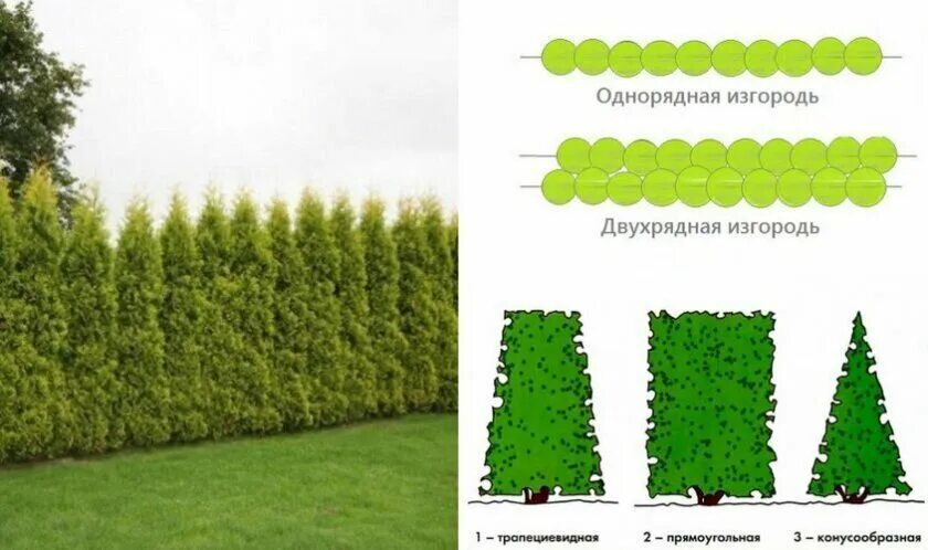 На каком расстоянии сажать брабант. Схема посадки туи Смарагд для живой изгороди. Схема посадки туи Брабант. Туя Колумна Живая изгородь. Туя Брабант Живая изгородь.