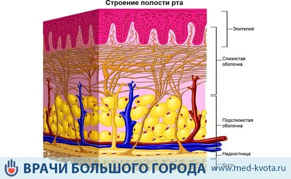 Слизистая оболочка полости рта строение по слоям. Строение эпителия полости рта. Гистологическое строение слизистой оболочки ротовой полости. Эпителий ротовой полости, строение слизистой оболочки полости рта. Слизистая оболочка состоит из слоев