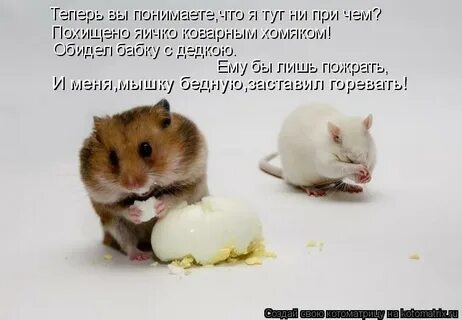 Как не быть хомяком