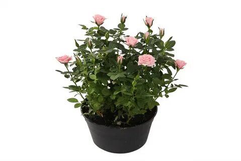 Mini rose