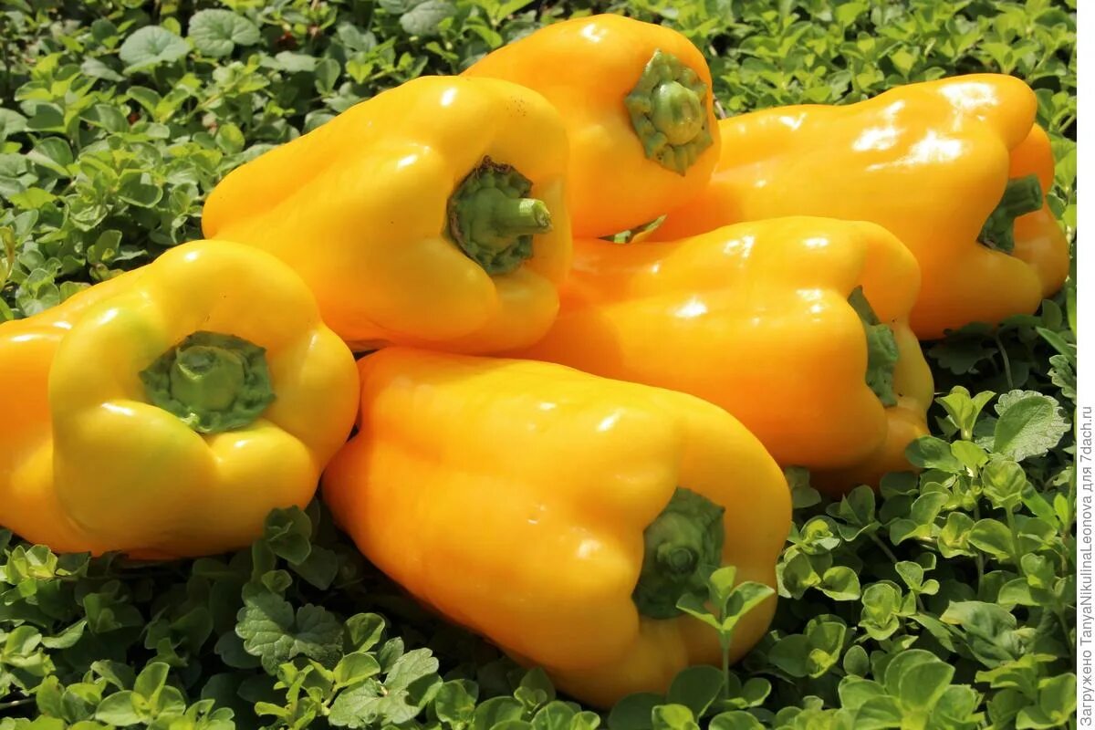 Перец сладкий желтый бивень. Перец бизон желтый. Перец сладкий асти желтый. Перец сладкий бизон желтый. Перец золотой поток f1.