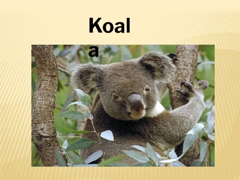Коала по английскому. Рассказ про коалу на английском. Коала (3 предмета). План презентации про коалу.
