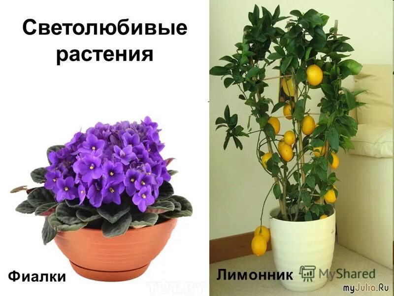 Цветы комнатные цветущие светолюбивые. Самые светолюбивые растения. Светолюбивые тенелюбивые теневыносливые растения. Светолюбивые комнатные растения названия. Самые светолюбивые растения.