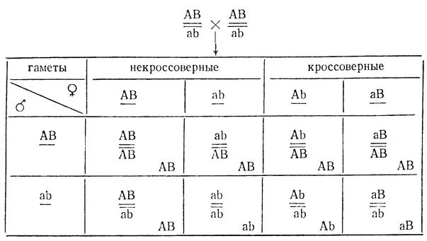 Не кроссоверные наметы. Кроссоверные гаметы. Кроссоверные и некроссоверные гаметы. Некроссоверные гаметы.