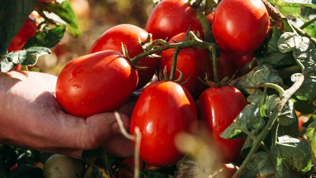 Как используют томат. Помидоры с помидорным вкусом. томат истинные цвета. ест помидор.