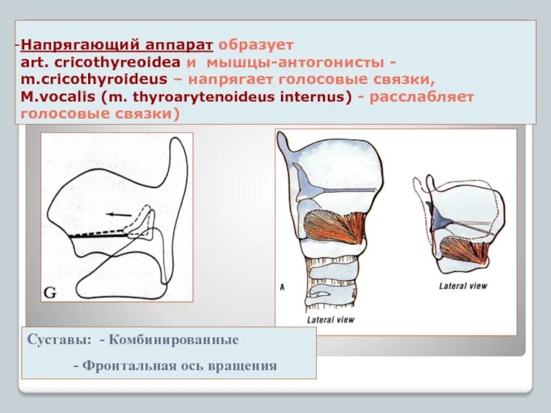 Мышцы напрягающие голосовые связки