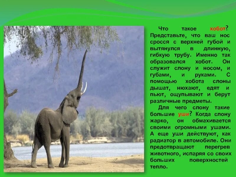Окружающий мир про животных 1 класс. Описание слона. Слон : рассказы. Рассказать про слона. Рассказ о слонах.