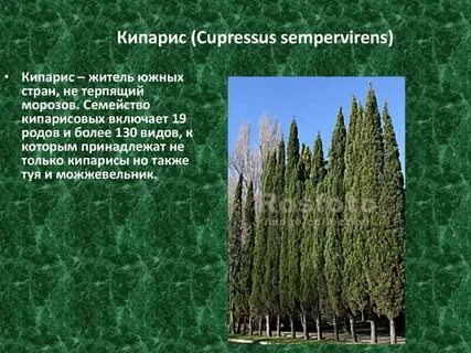 Кипарис описание