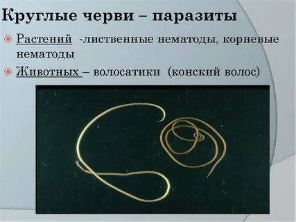 Круглые черви живут в