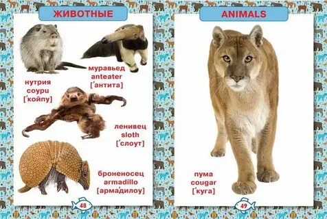 Какие животные животные углы