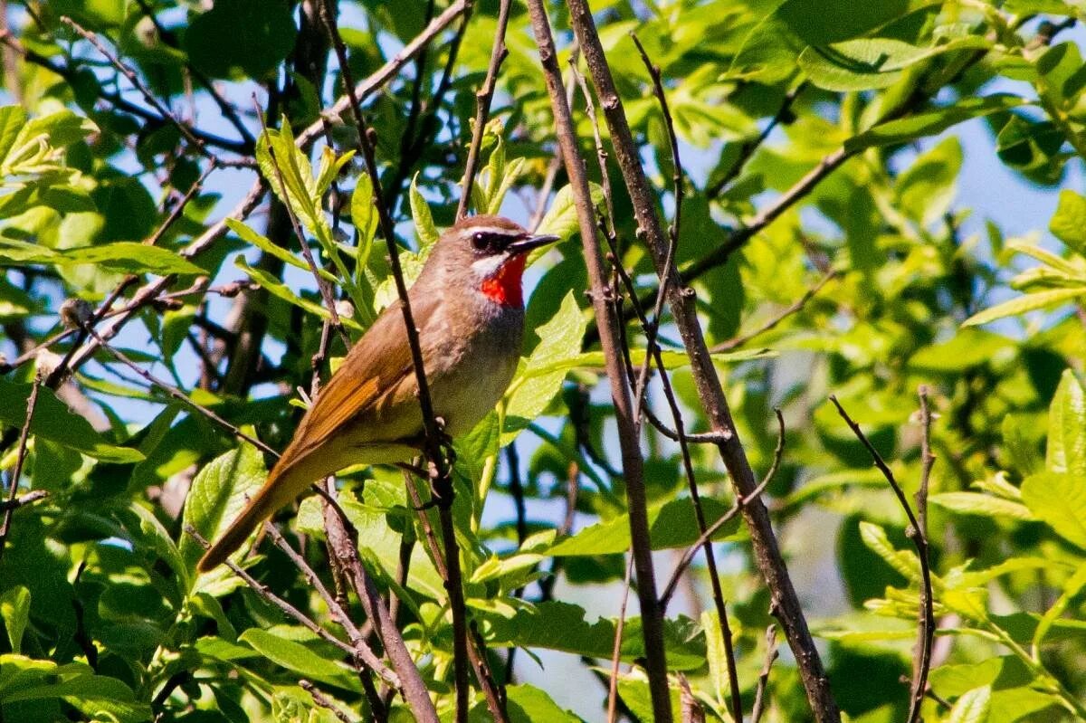 Соловей-красношейка (Luscinia Calliope). Соловей красношейка. Соловей красношейка птица. Обыкновенный Соловей Luscinia Luscinia.