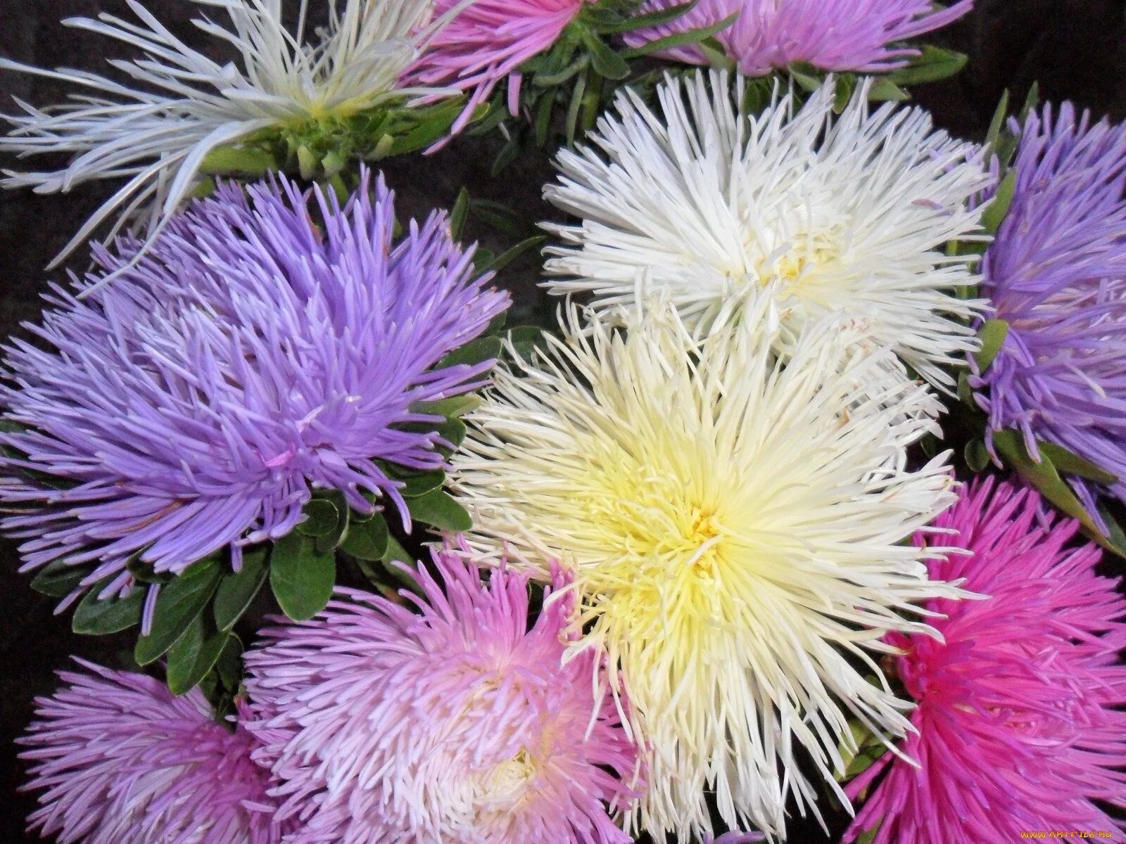 Кустовые георгины многолетники. Астрас. Лепесток астры. Кустовые георгины многолетники. Астрас.