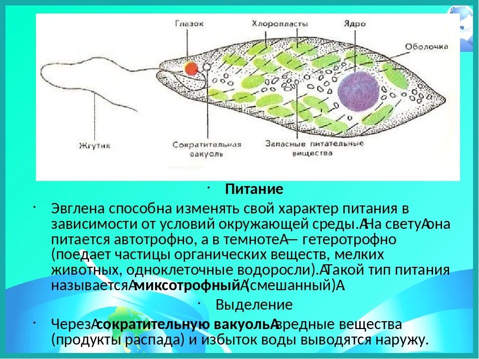 Хлоропласты жгутики. Автотрофное питание эвглены зеленой. Способ питания эвглены зеленой. Хлоропласты у эвглены зеленой. Питание эвглены зеленой.