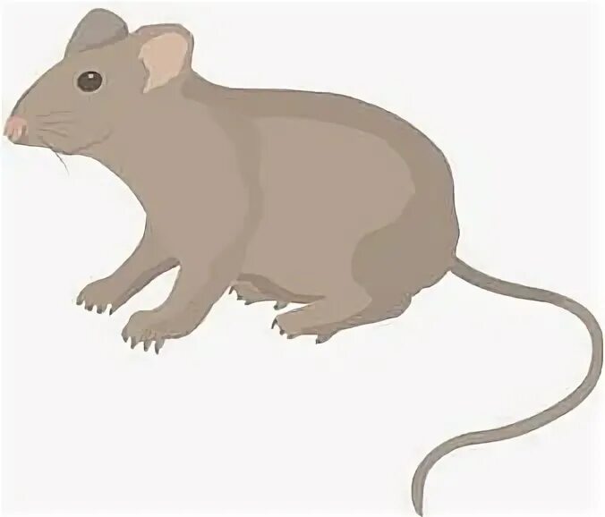 Слово мышь. Мышина 3 жëлтая. Yellow Mouse vector. Английское слово мыши