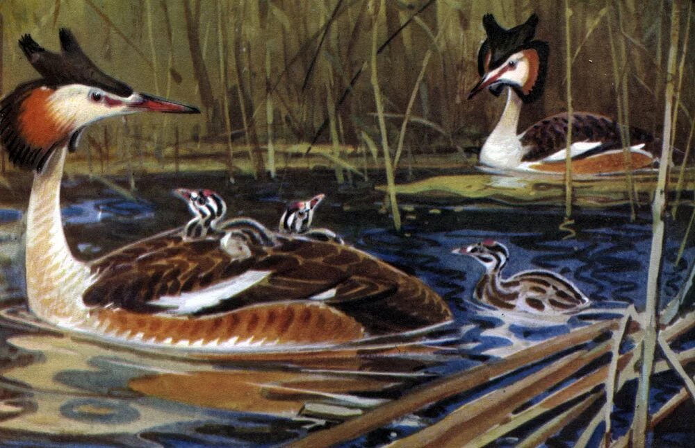 Приемыш мамин сибиряк 4. Бианки поганки. Аудио приемыш. Аудио приемыш. Иллюстрация к рассказу приемыш мамин сибиряк.