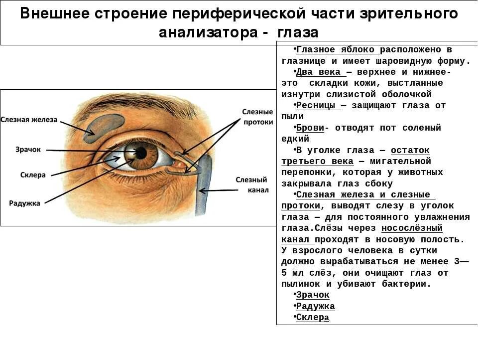 Схема строения глазного анализатора. Зрительный анализатор строение глаза таблица. Глазной анализатор строение и функции. Строение глаза сбоку.